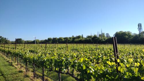 Pinot Noir from Green Valley of the Russian River