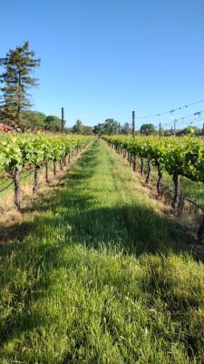 Pinot Noir from Green Valley of the Russian River