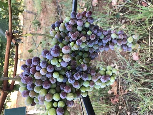 RARE Nebbiolo Grape