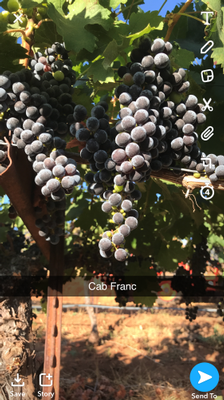 Cab Franc