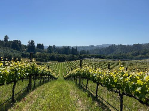 Premium Pinot Noir from Corralitos