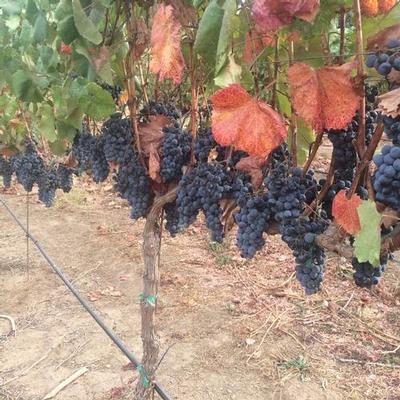 Alicante Bouschet