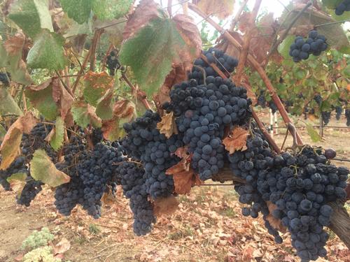 Alicante Bouschet