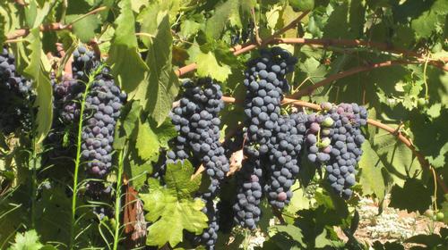 Deaver Old Vine Zinfandel