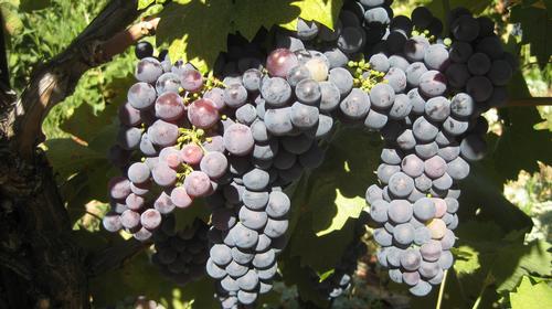 Deaver Old Vine Zinfandel