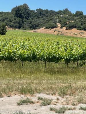 25' Chardonnay