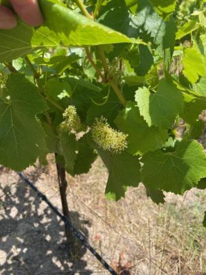 25' Chardonnay