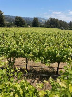25' Pinot Noir