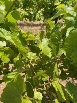 25' Pinot Noir