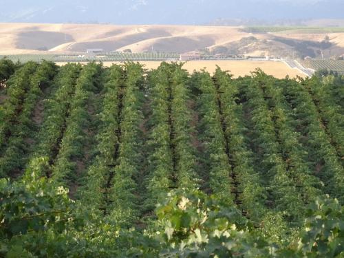 Cabernet Sauvignon, any quantity to 20T