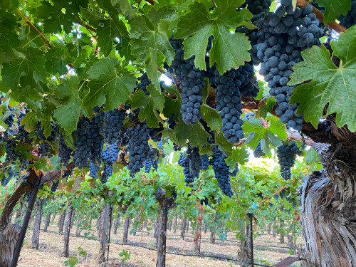 Cabernet Sauvignon, any quantity to 20T