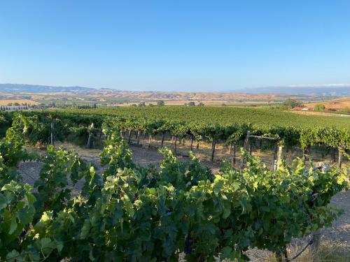 Merlot grapes, any quantity to 20T