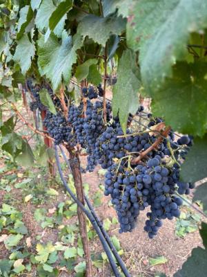 Malbec grapes for sale