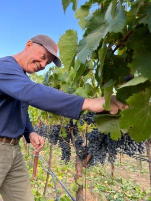 Malbec grapes for sale