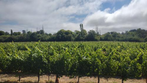 Pinot Noir from Green Valley of the Russian River