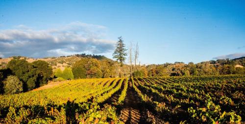 15T premium Petite Sirah