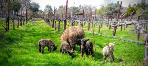 15T premium Petite Sirah