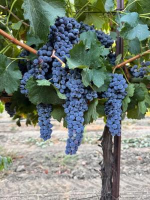'25 Cabernet franc Solano County