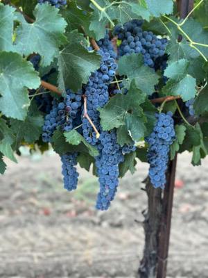 '25 Cabernet franc Solano County