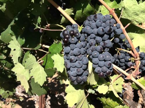 Zinfandel