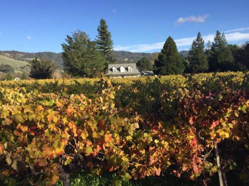 Zinfandel