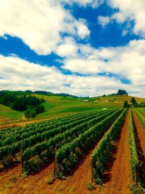 Harvest Intern at Holloran Vineyard Wines