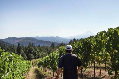 Columbia Gorge Gamay, Chardonnay, and Pinot