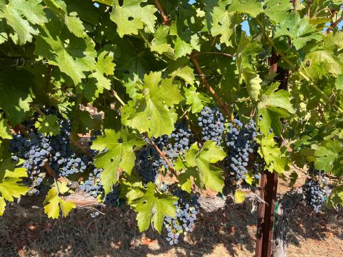 Cabernet Grapes for Sale