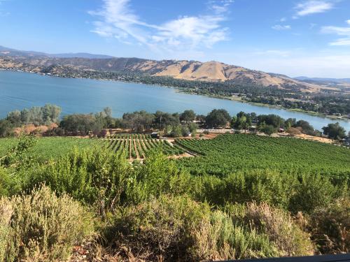 Cabernet Grapes for Sale