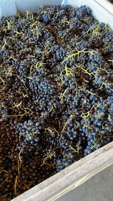 25 Barbera d'Amador