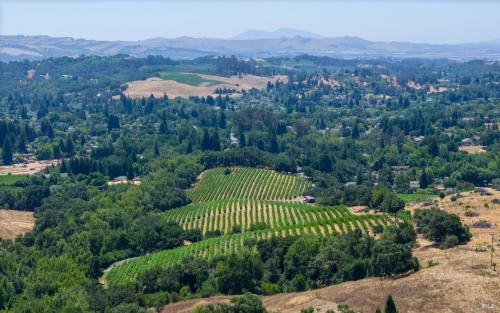 Mt. Veeder AVA Vineyard-Tambor Vineyard