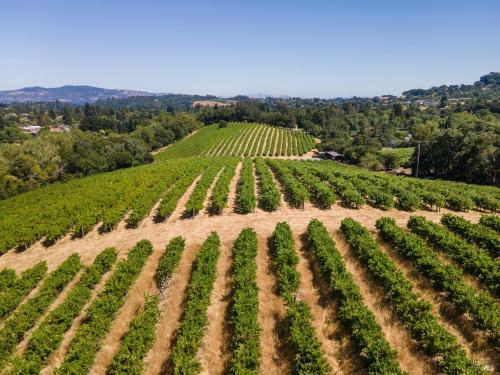 Mt. Veeder AVA Vineyard-Tambor Vineyard