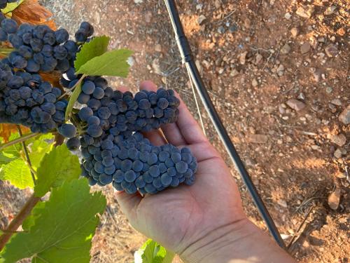 italian party nebbiolo sangioves,primitivo lagrein