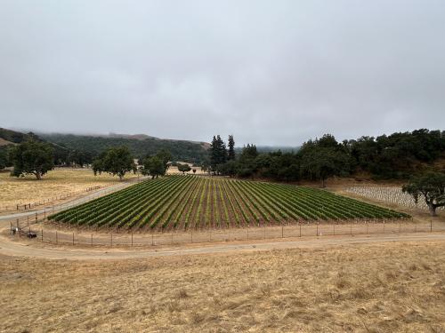 CCOF Santa Cruz Foothills Pinot Noir
