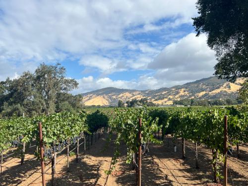 Petite Sirah