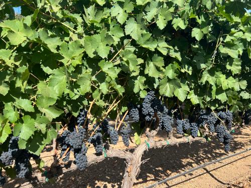 Petite Sirah
