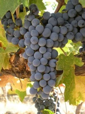 2025 Lodmell Vineyards Merlot