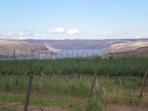 2025 Lodmell Vineyards Merlot
