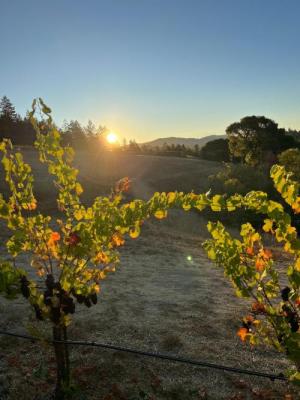 Floodgate Pinot Noir, Deep End