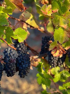 Floodgate Pinot Noir, Deep End