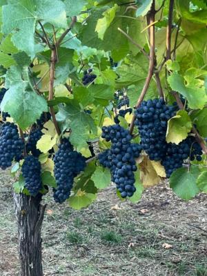 Premium Eola-Amity AVA Pinot noir grapes