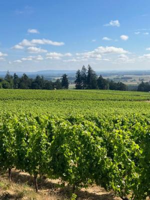 Premium Eola-Amity AVA Pinot noir grapes