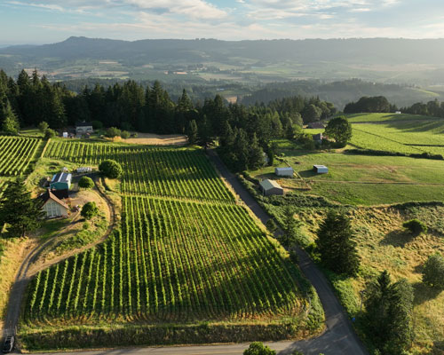 Dundee Hills Premium Own-Rooted Pinot gris