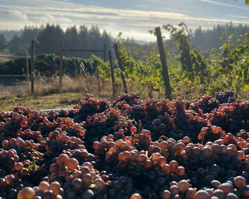 Dundee Hills Premium Own-Rooted Pinot gris