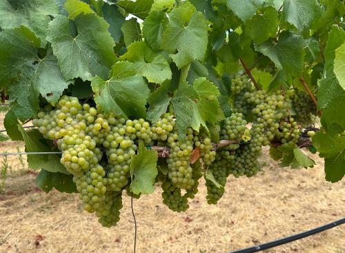 Premium Sonoma Valley Chardonnay – 15 Tons