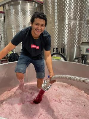 Harvest at Stoller Family Estate Reserve Winery