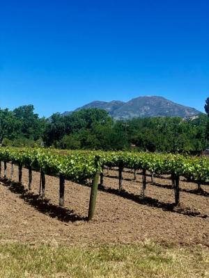 Calistoga Zinfandel