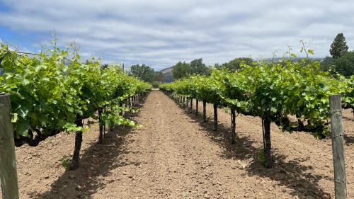 Calistoga Zinfandel