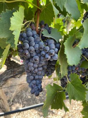 '25 Sangiovese