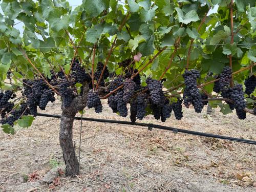 Pinot Noir - RRV